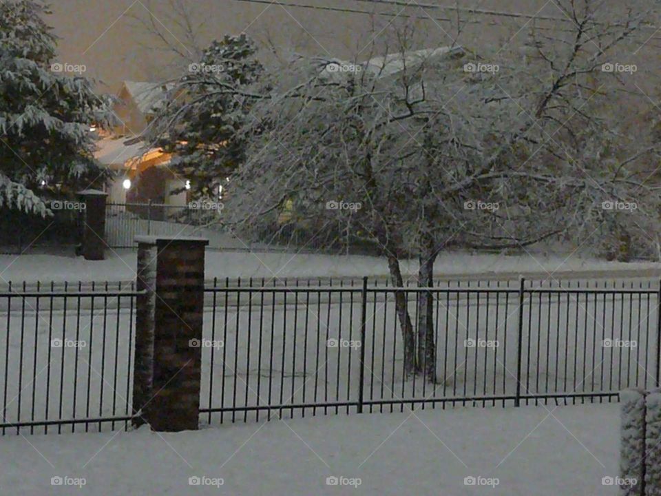 winter night snowy fence and trees