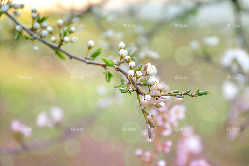 Spring blossoms on a branch with delicate white flowers