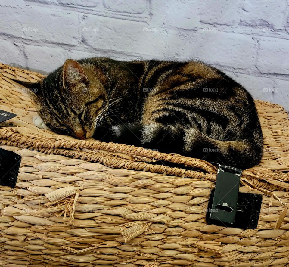Kitten Sleeping on Vintage Trunk