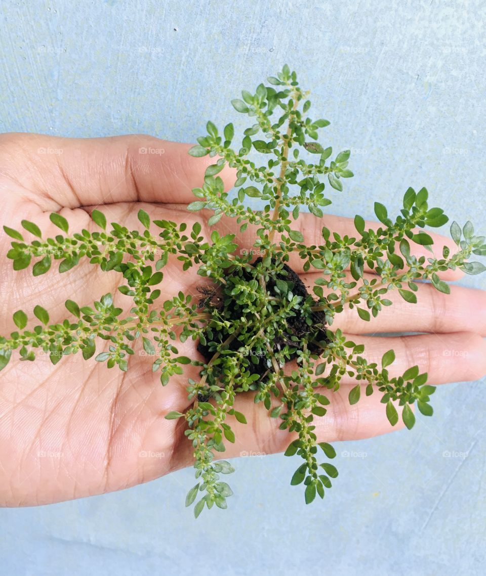 flowers on the palms