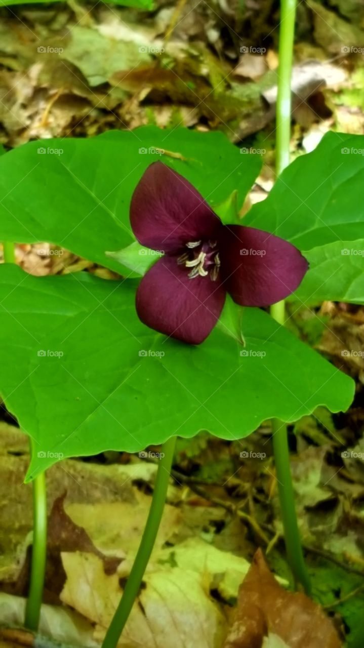 rare red trillium