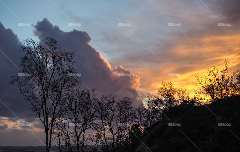 Silhouette of bare trees during sunset