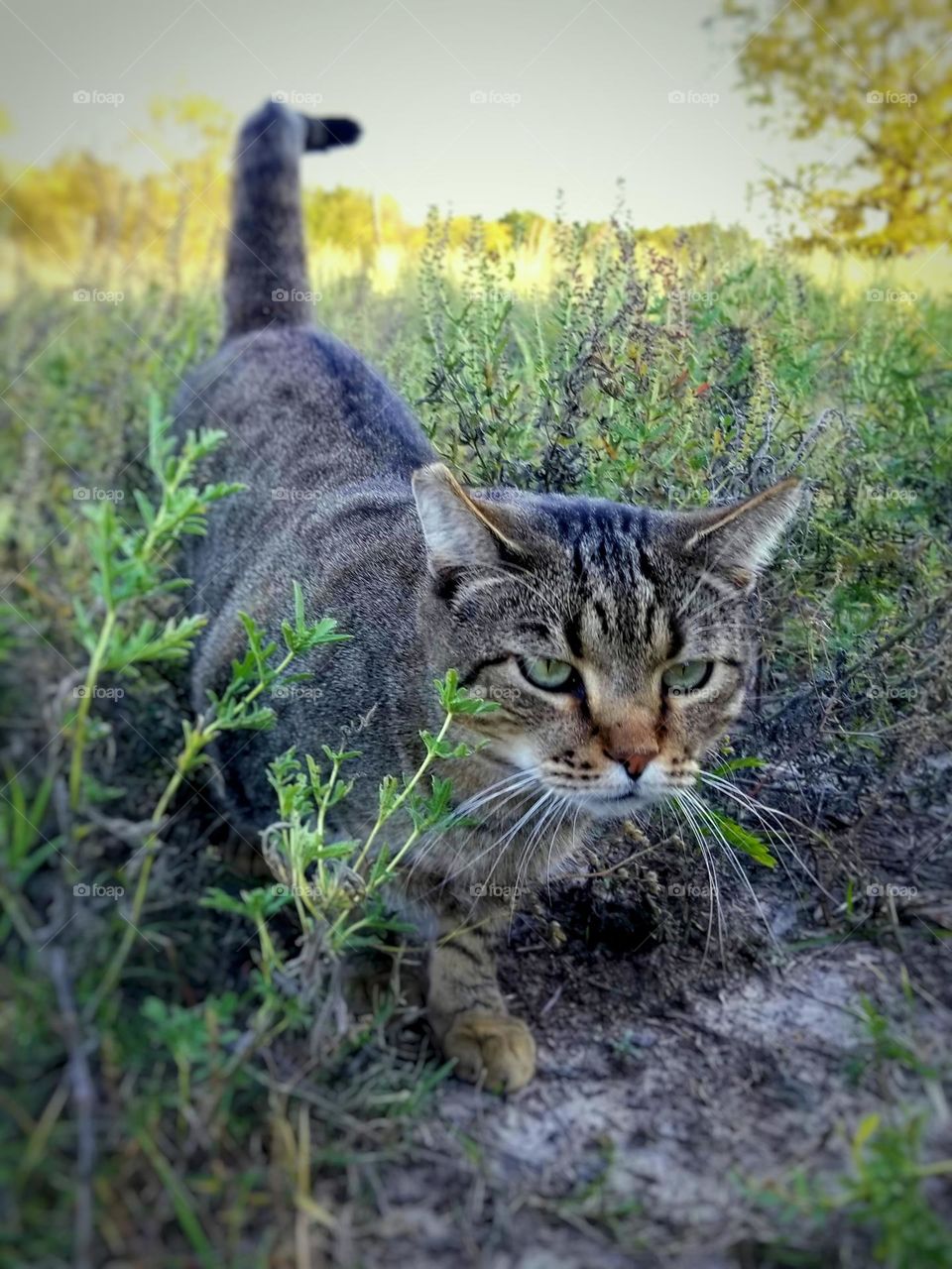 When the Pawparazzi won't stop following you so you can get on with your rat killing 😁 Mad tabby kitty 😼