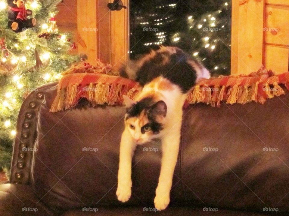 Cat in chair by Christmas Tree