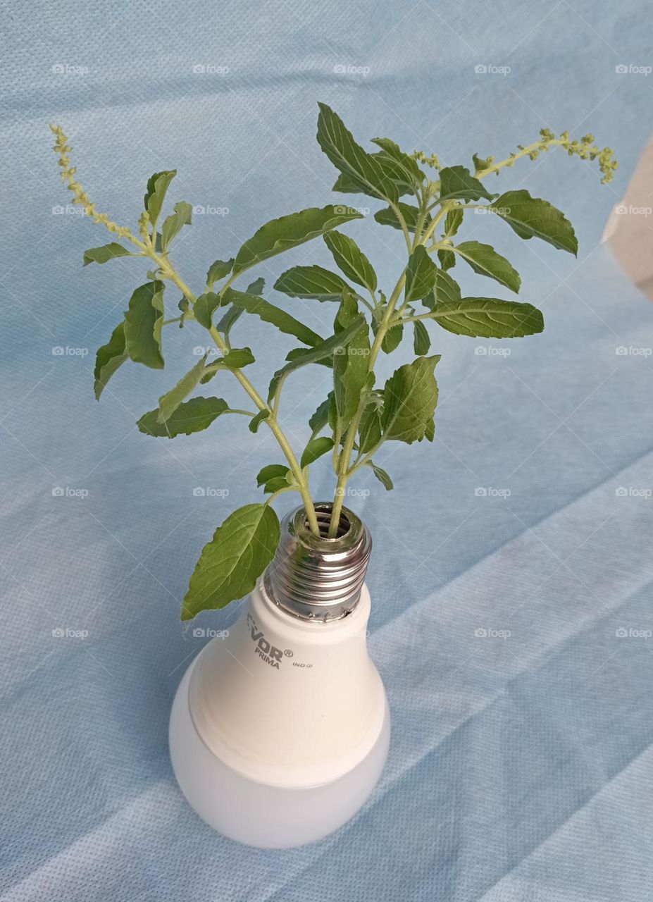 Basil in lamp vase