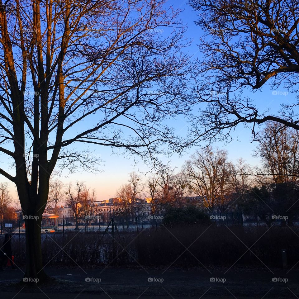 Winter sun in the park