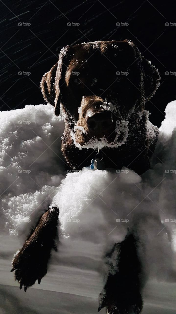 Snowy Labrador