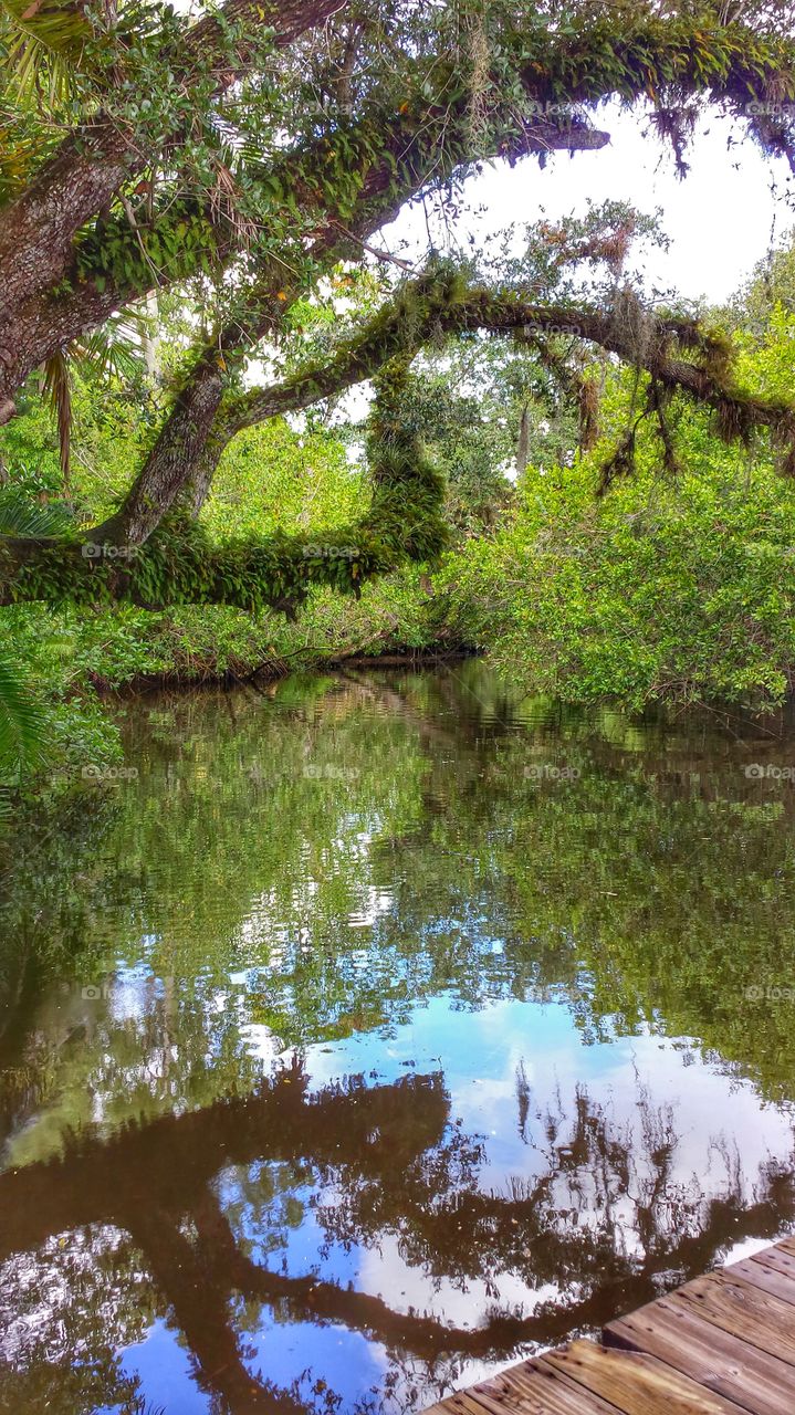 River bank. Stroll through a park in Florida