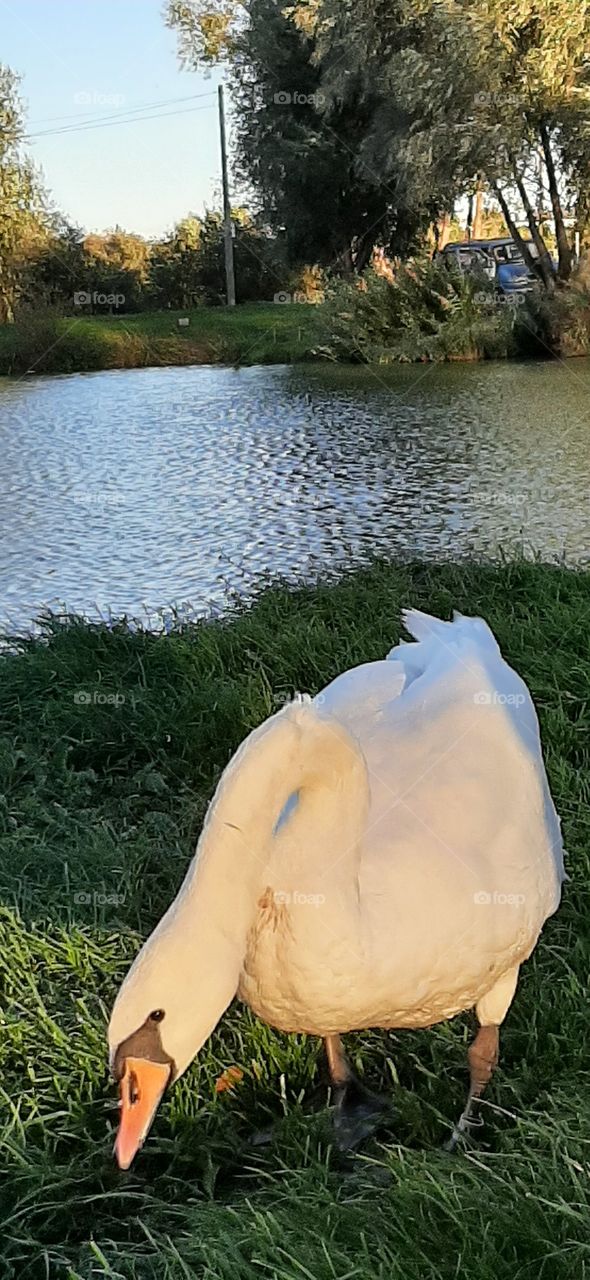 swan eating grass