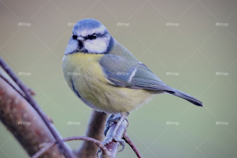 Blue Tit