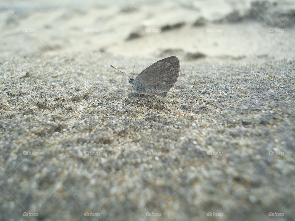 Little lost Butterfly Moth