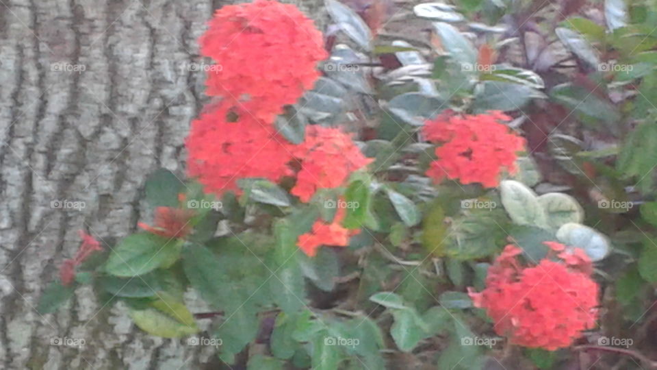 Pretty Red Flowers. red flowers
