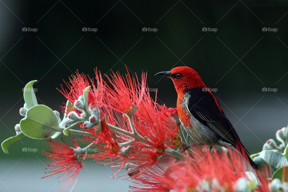 Red and Black Bird on Red Flowers