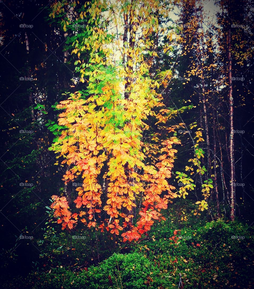 The colour of Autumn. A walk with my dogs and baby and there it was, this beautiful tree.
