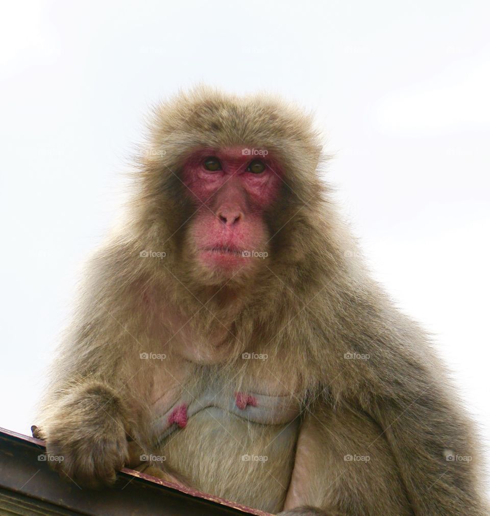 Macaque of Kyoto