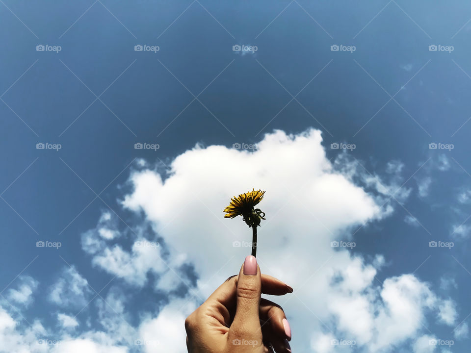 Female hand holding a yellow dandelion in front of blue cloudy sky 