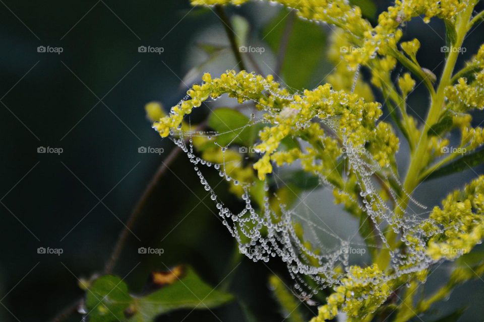 Liquids are cool - The dew covered webbing on Gold Button flower looks especially pretty, more like sequined tulle, on these recent cool, foggy mornings. 