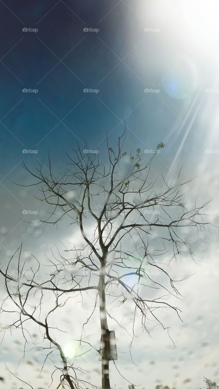Tree and sky