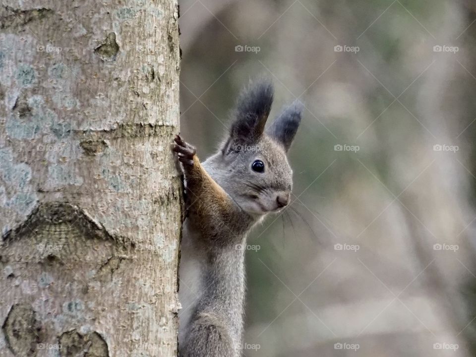 Squirrel