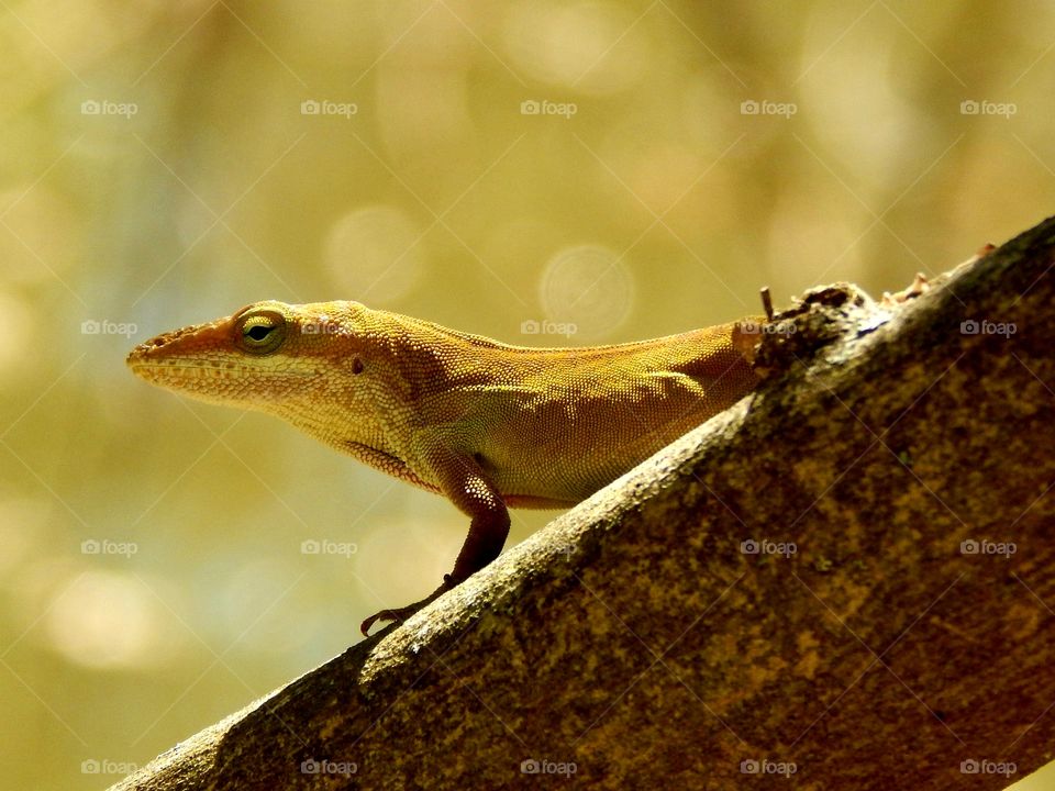 close up of a lizard on a tree limb