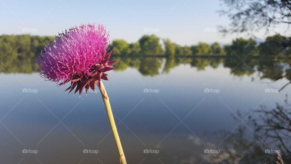 Thistle with reservoir in the background