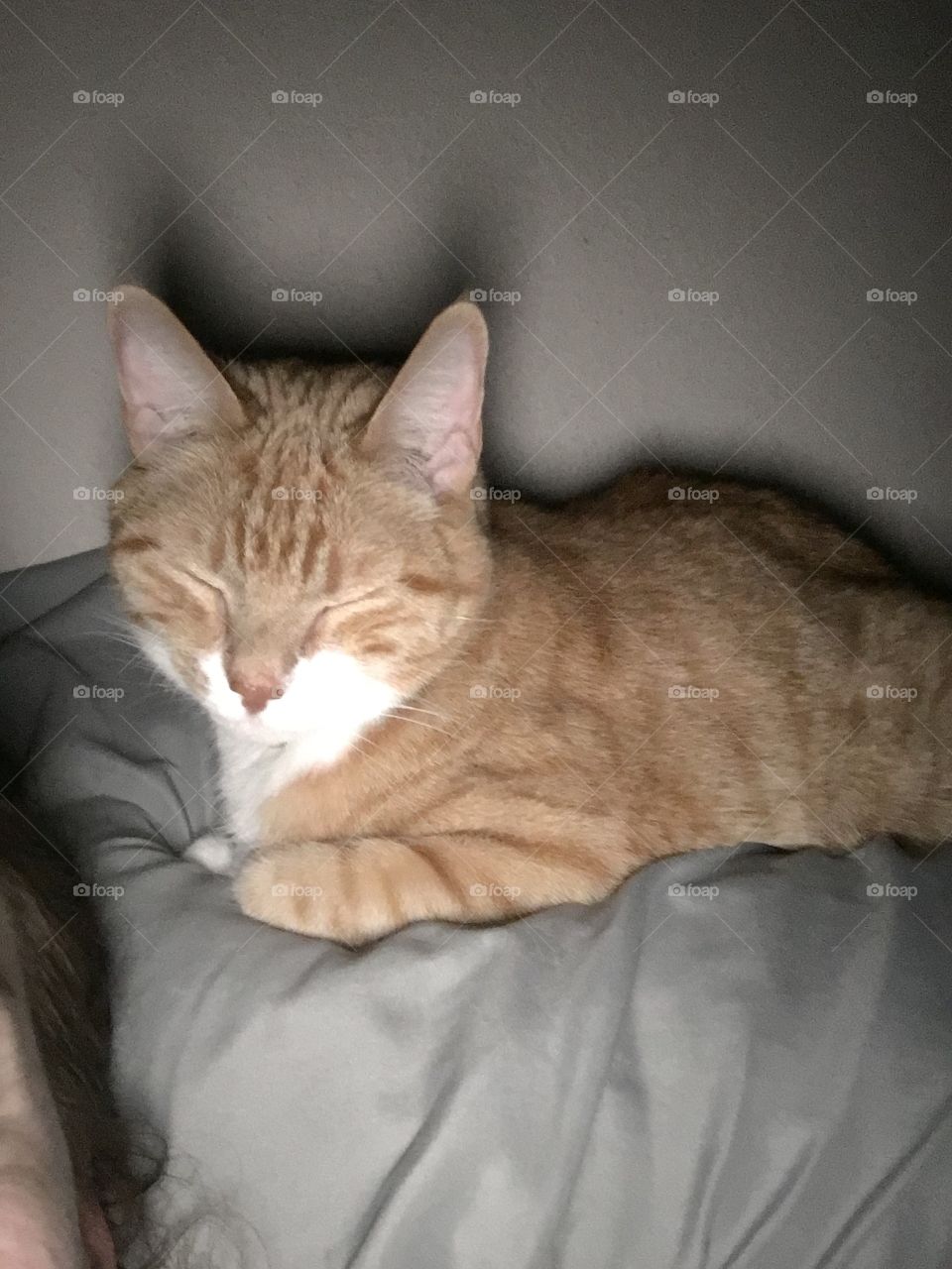 Cat, Portrait, Sleep, Cute, One