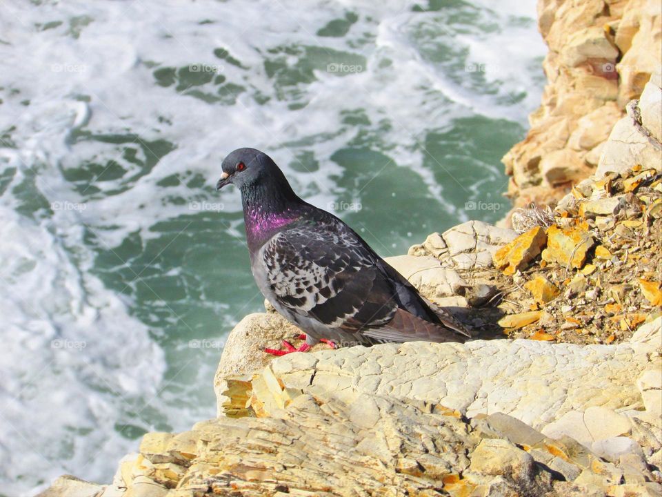 pigeon perched on the side of a cliff in Monterey Bay California