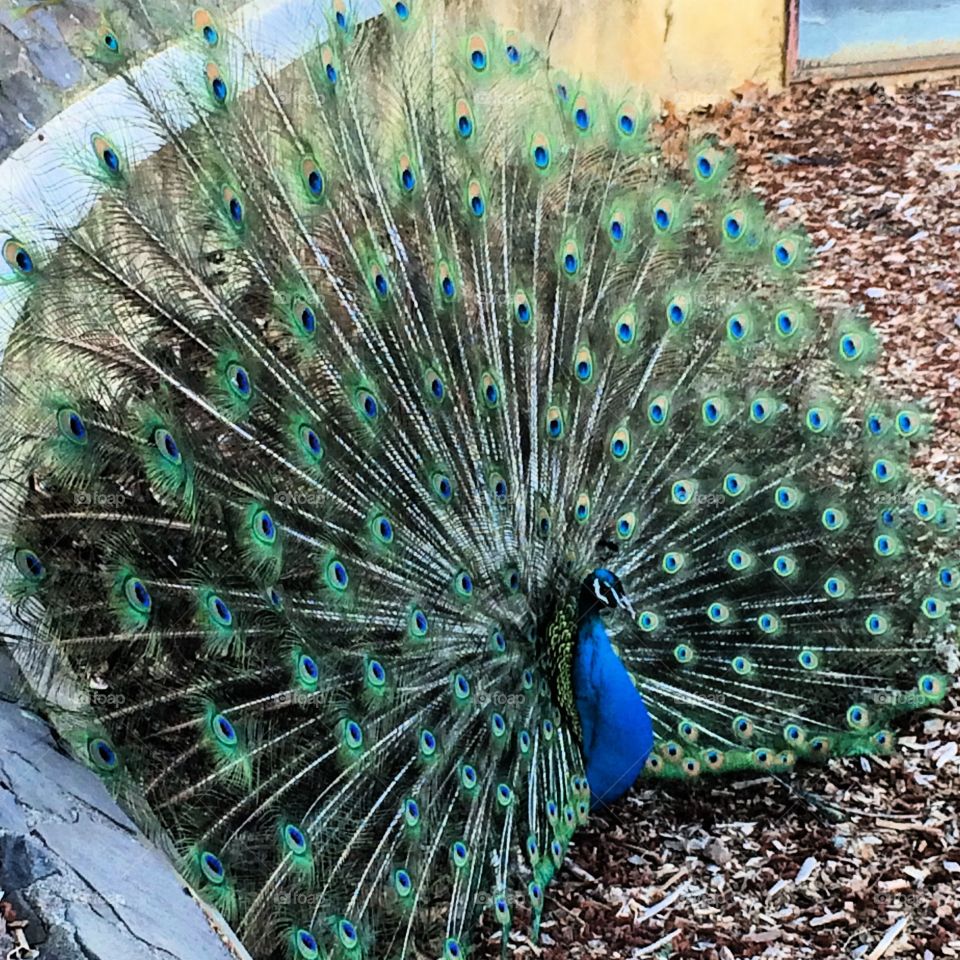 Peacock. Beauty in its finest element 