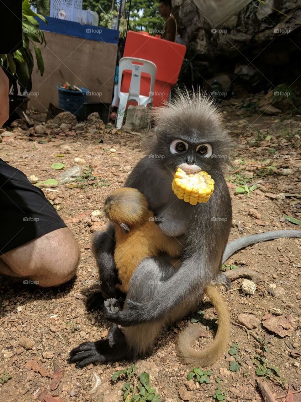 Langur Monkey mom
