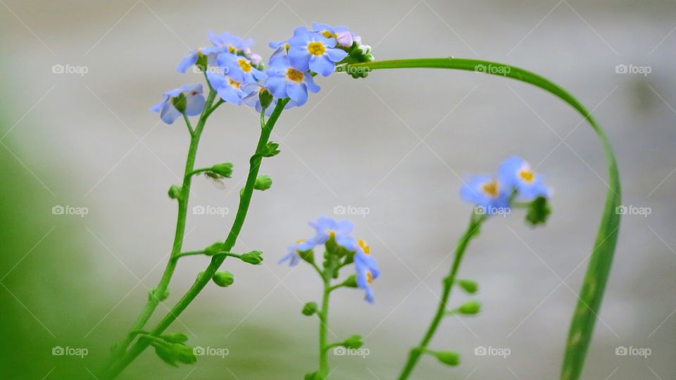 Wild forget me nots on beach