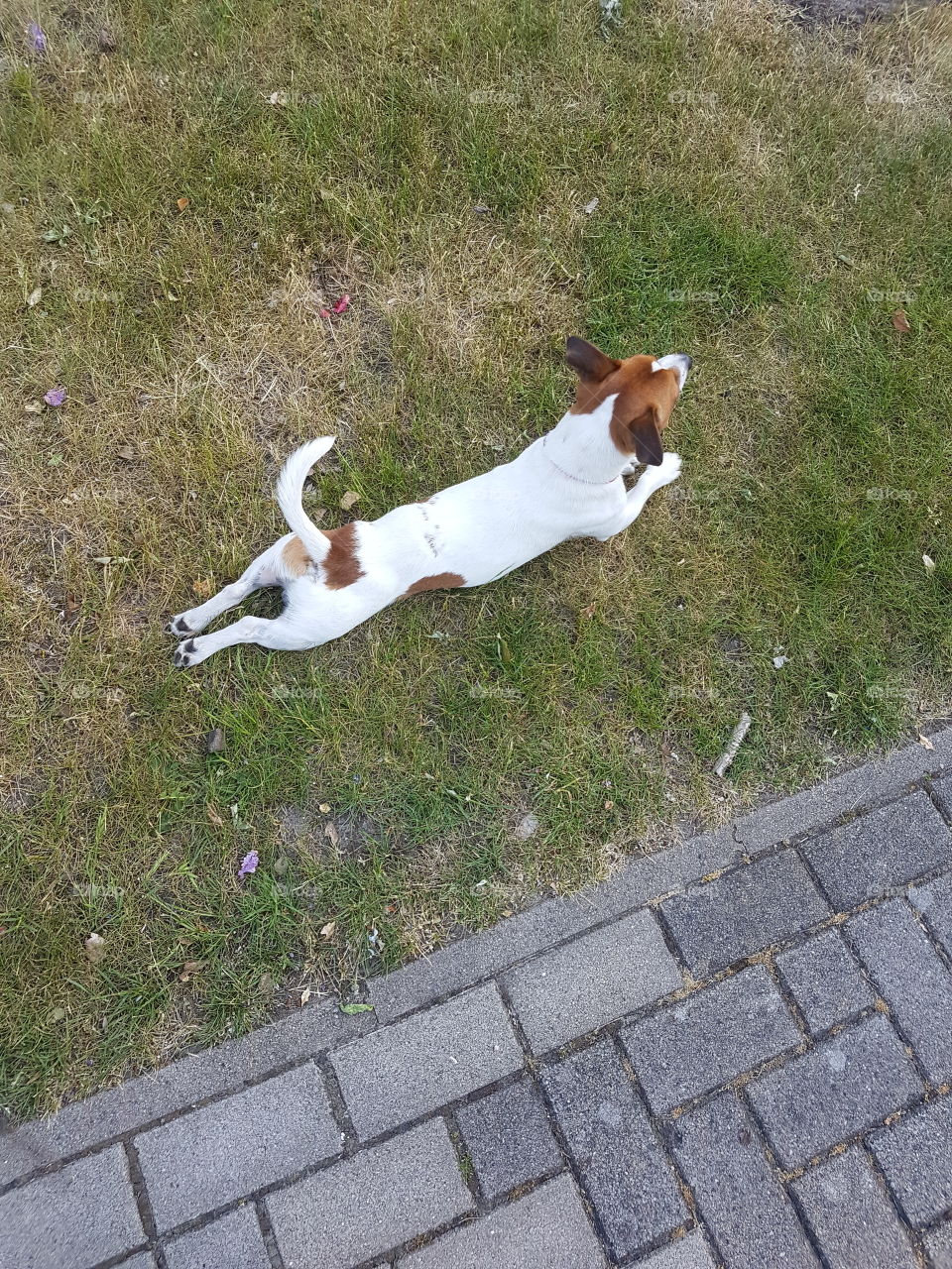 dog chilling