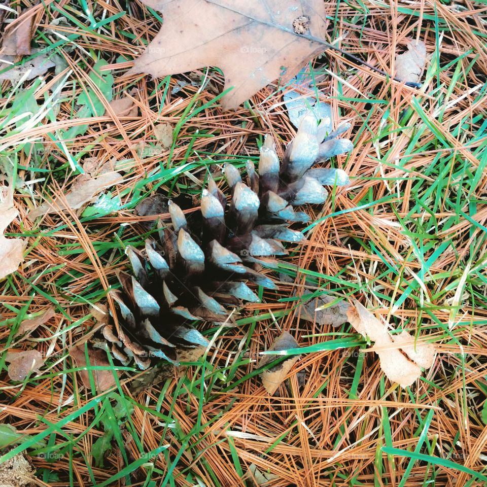 pine cone