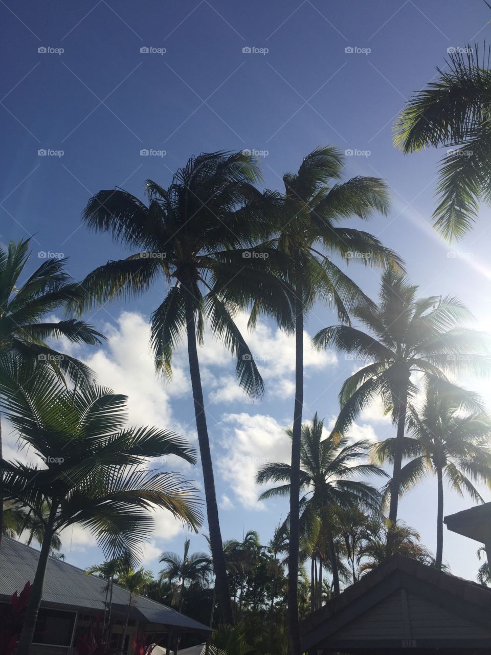 Palm trees at resort