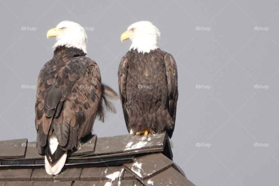2 bold eagles