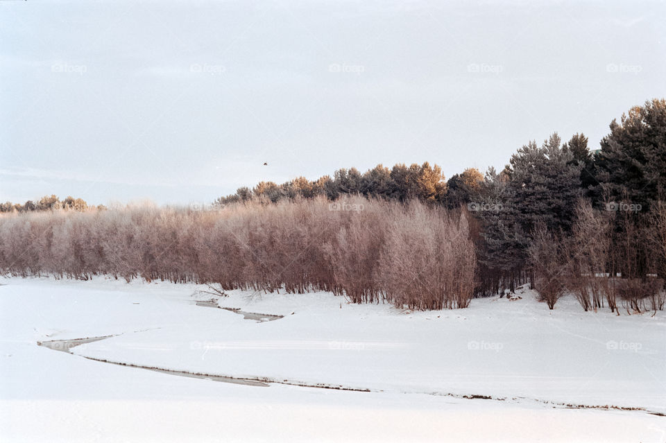 Trees in the winter. Shot on film 