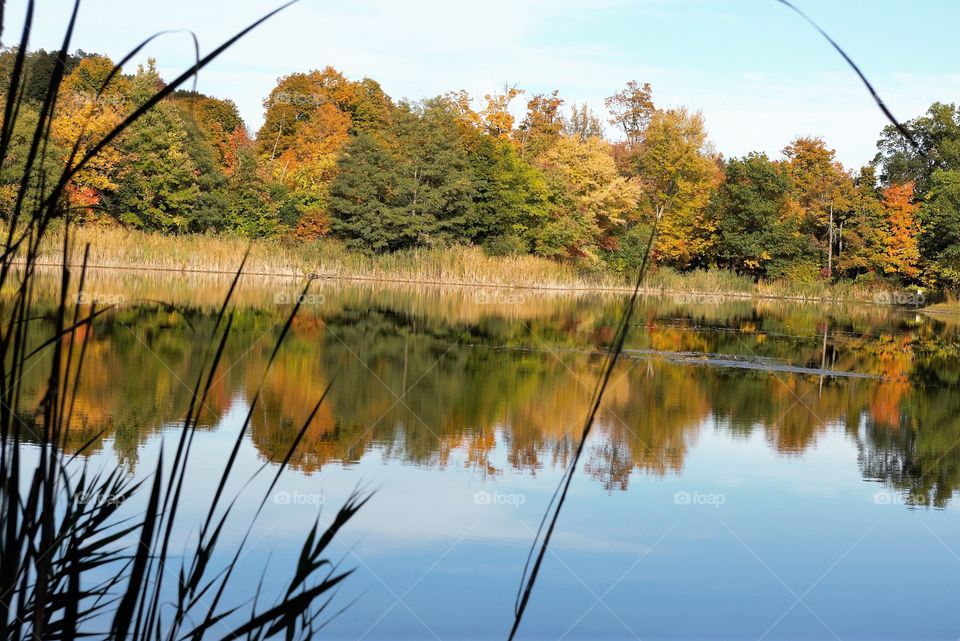 Glass Lake Tree Reflection, Olana “Artificial” Lake