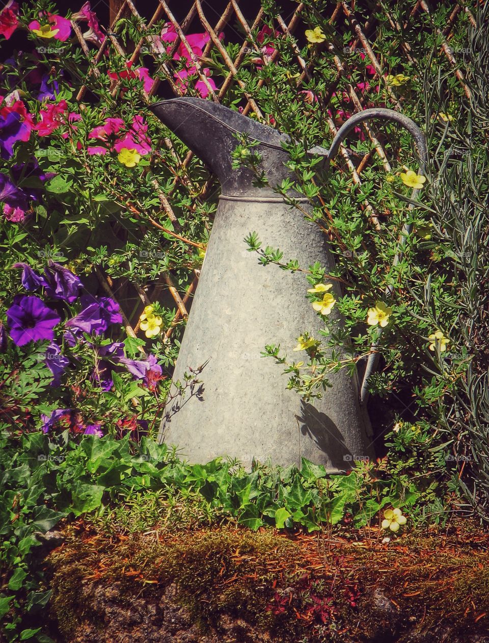 A large metal milking jug sitting on a stone wall and surrounded by overgrown vines and plants. A jug disappearing in the undergrowth.