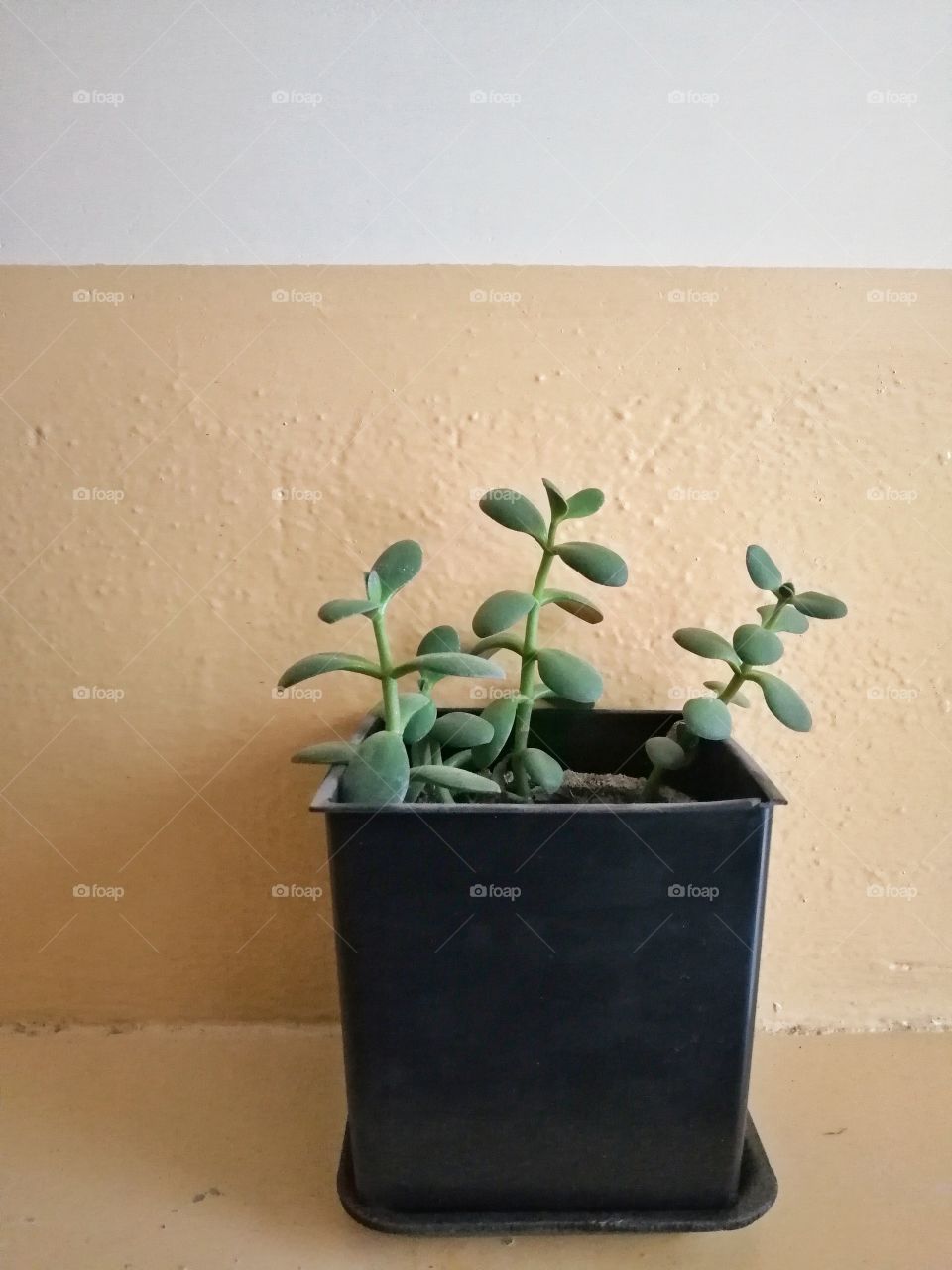 Plant in black pot