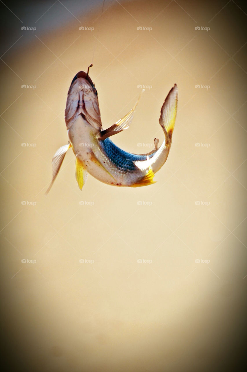 beach fish dinner fishing by krispett