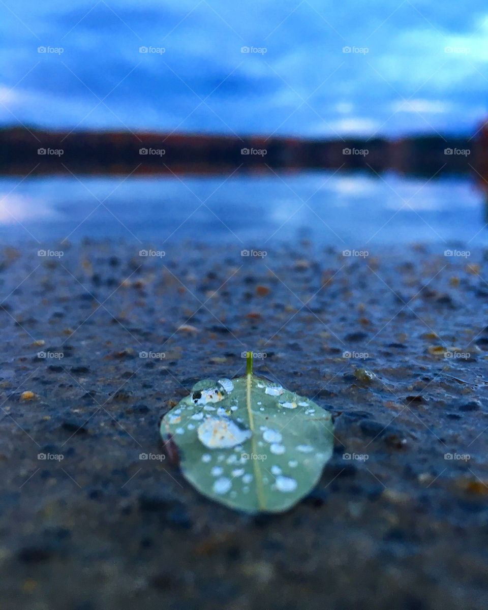 Water drop on leaf at sandy beach