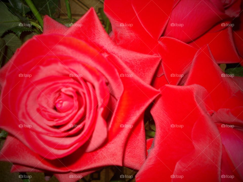 rosas vermelhas red
