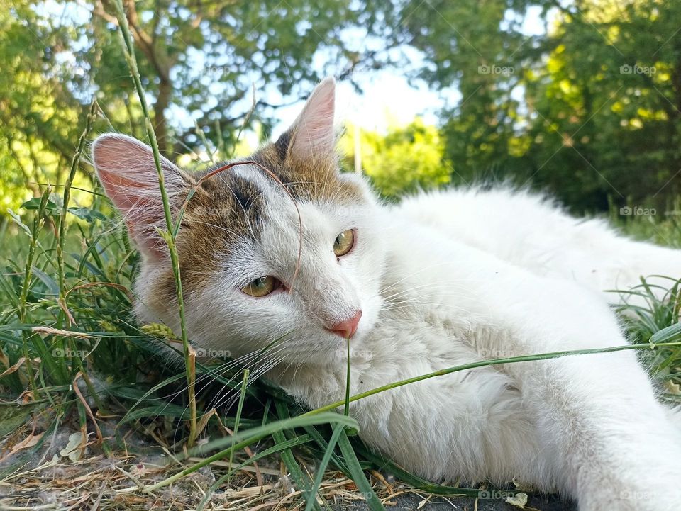 White fluffy male cat close-up. Animal photography