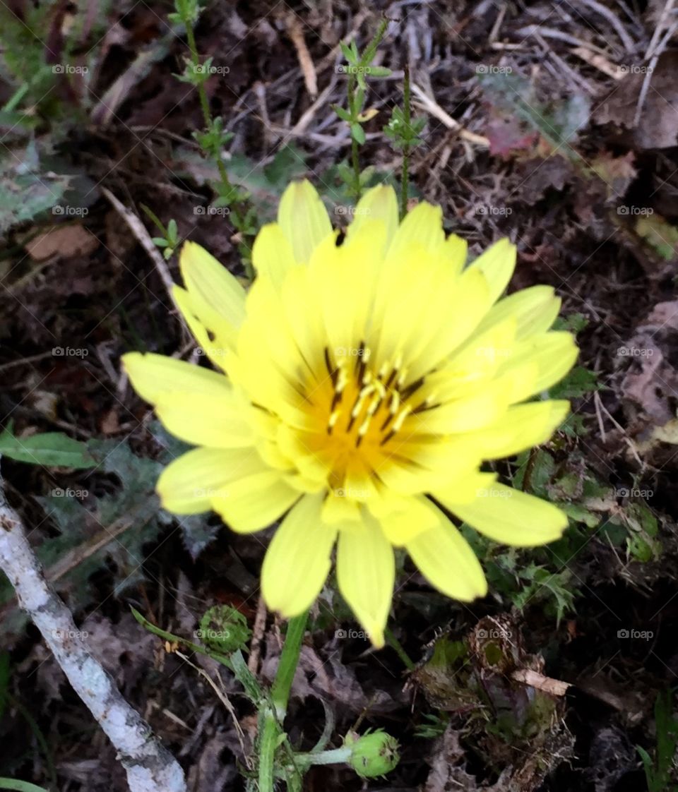Pretty Yellow wildflower closeup 