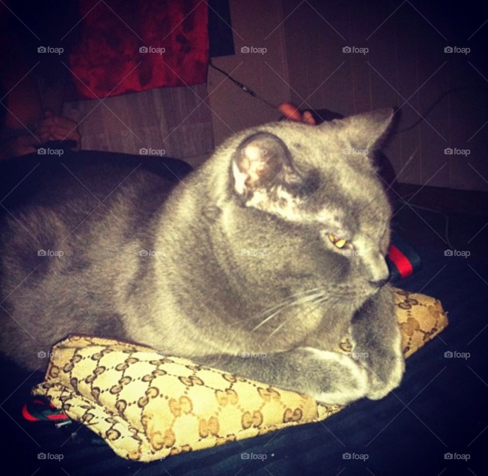 Gucci cat taking another rest on his Gucci pouch bag just for fun 