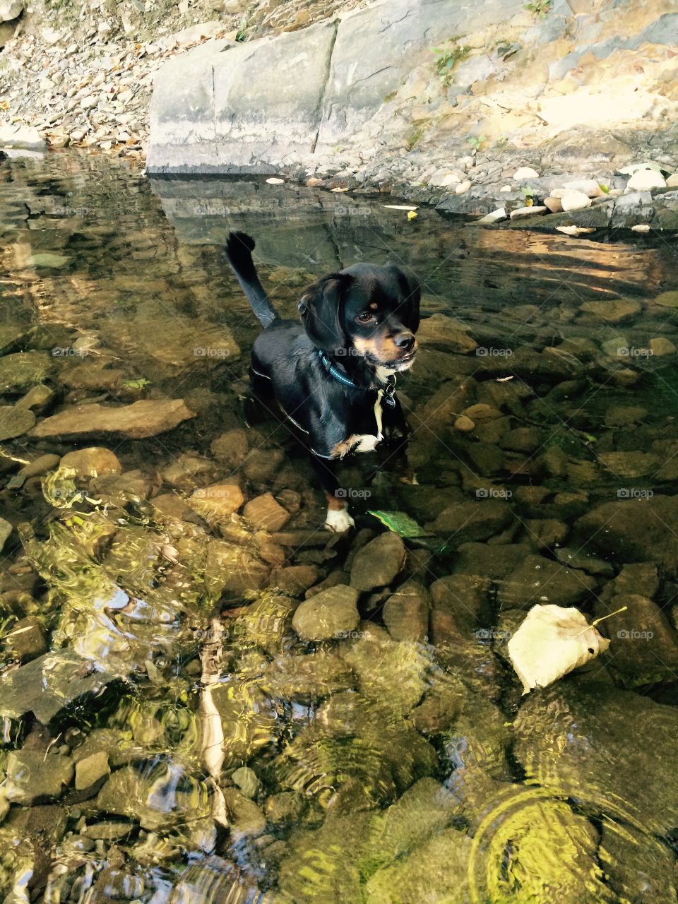 Sweet summertime . Got out of work early and took the pup to the creek,