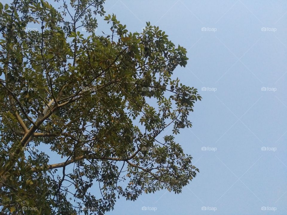 A beautiful scene of trees in the forest.