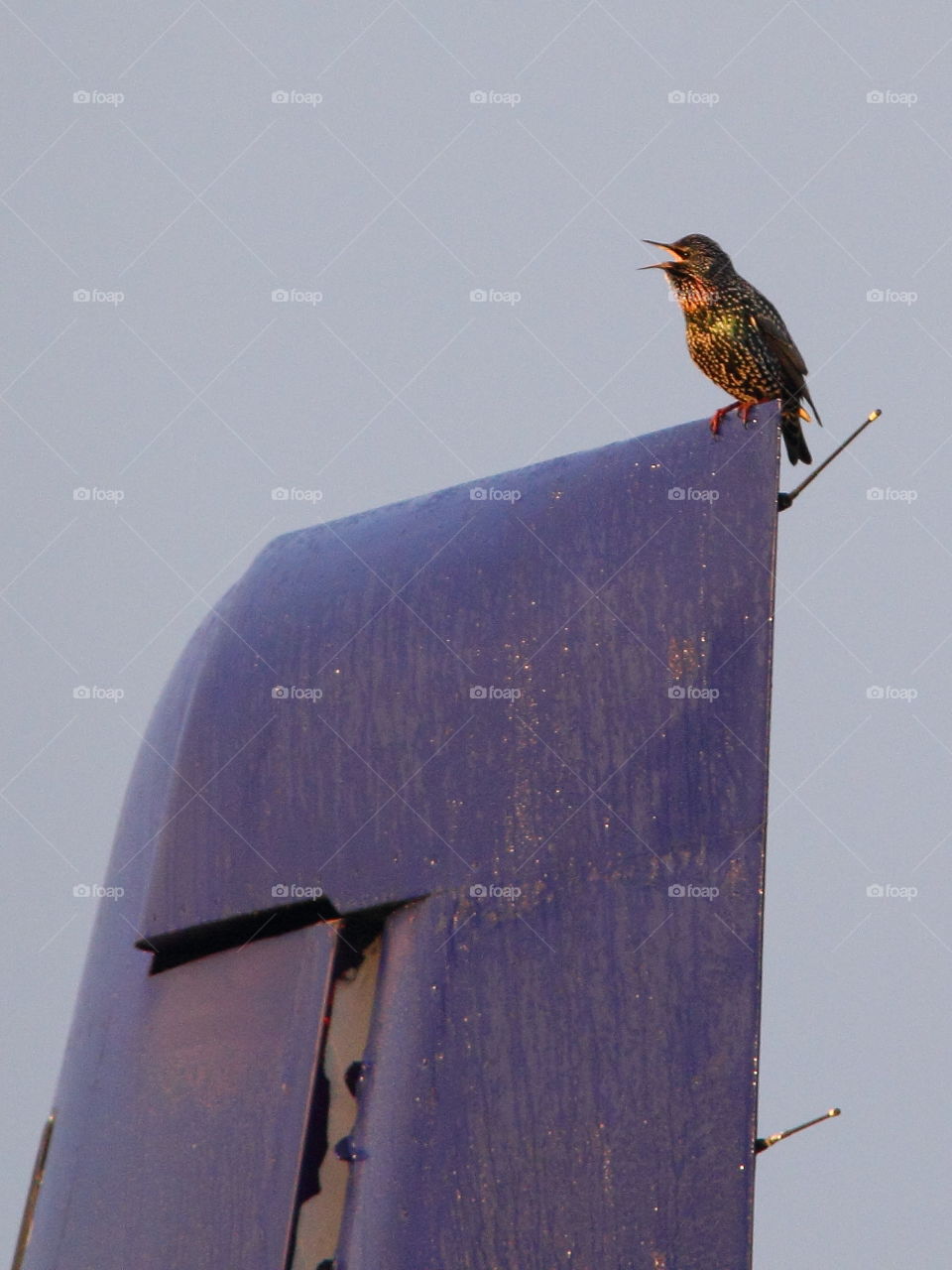 He's singing--European starling 