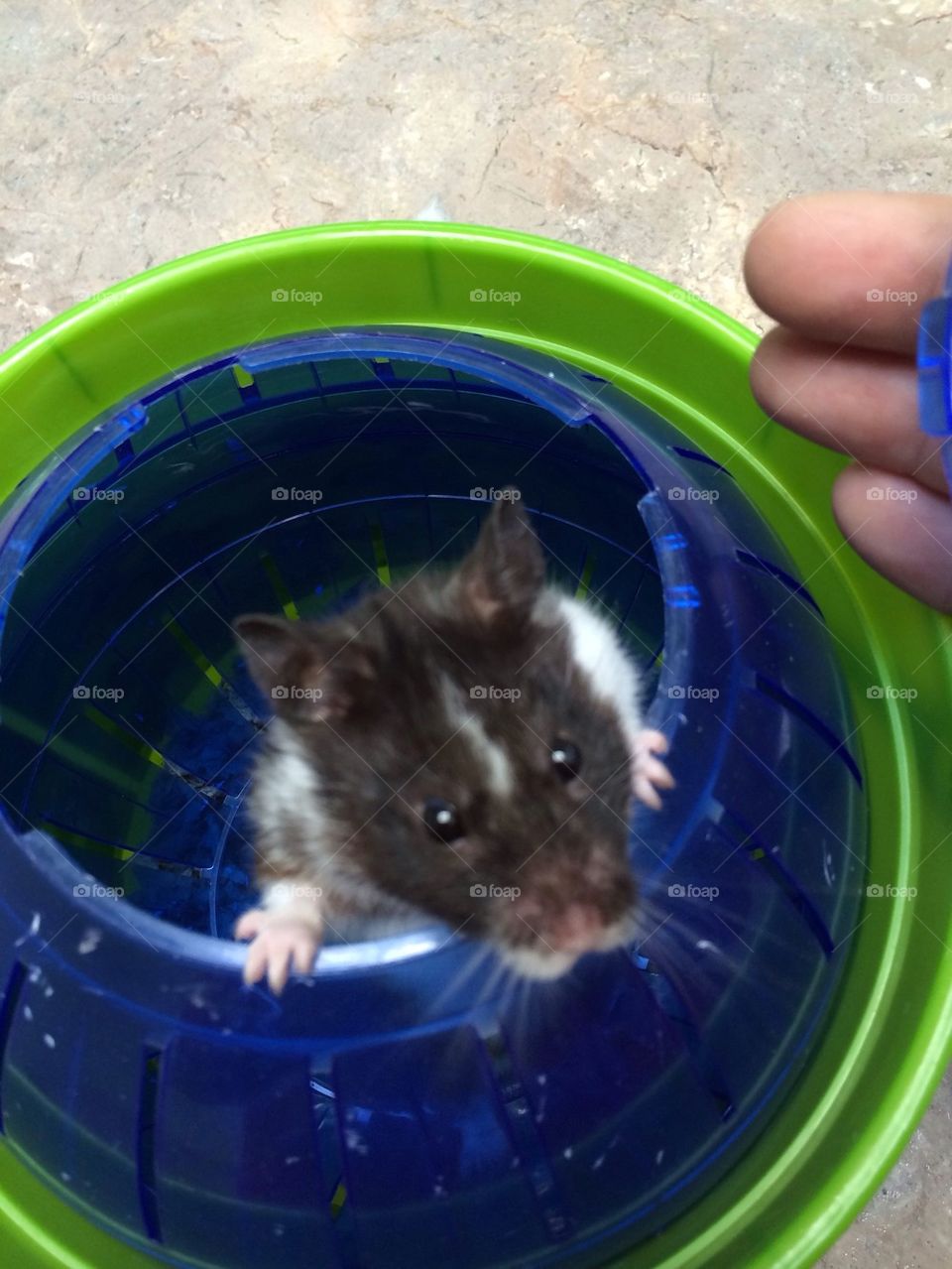 Hamster looking out of his ball