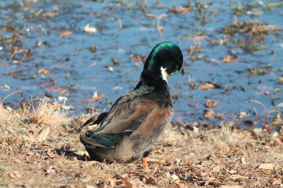 Mallard
