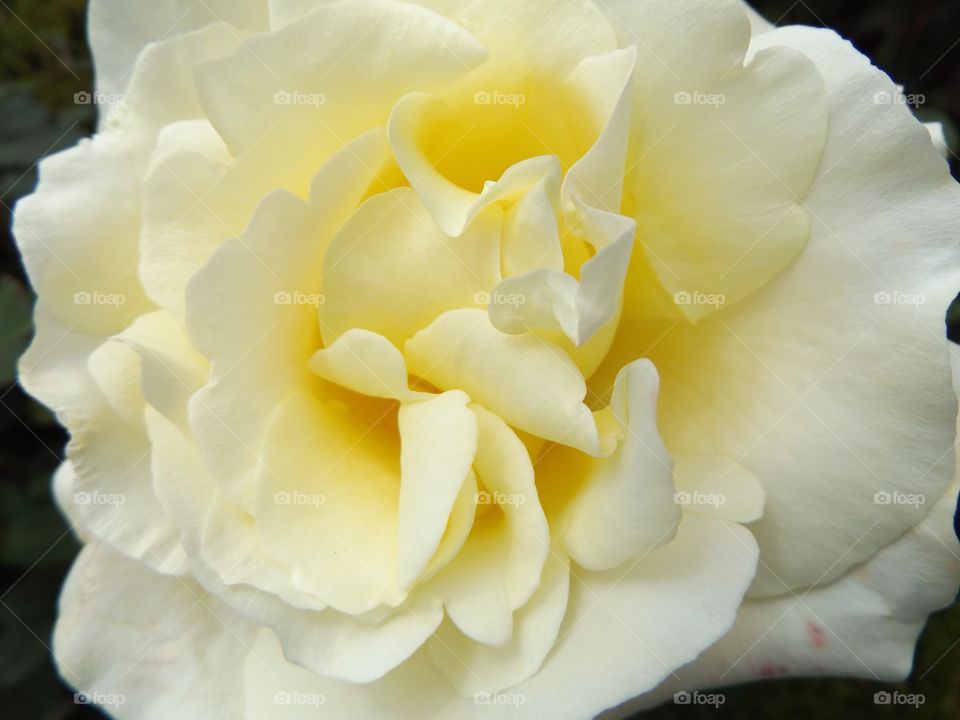 White Rose